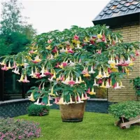Krásne semená vonkajšej rastliny Anjelská trúbka - Brugmansia suaveolens