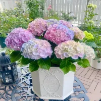 Seeds of beautiful perennials Large-leaved hydrangea - various colors