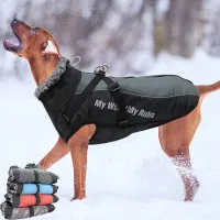 Veste pour chien