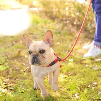 Practical leash for dogs with collar