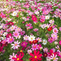 Semena oblíbené květiny Krásenka zpeřená - Sensation mix 100 ks semínek