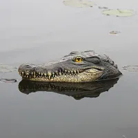 Realistic outdoor decoration in the shape of a crocodile - suitable for the garden pond