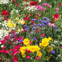 Semena okrasných lučních květin - mix zahradních rostlin
