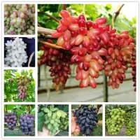 Semena sladkých a barevných odrůd hroznového vína - Sweet Grape