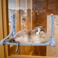 Relaxing rack for cats with suction cups on the window