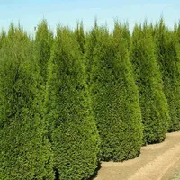 Zeravec Thuja orientalis Platycladus orientalis stálezelený jehličnatý strom Snadné pěstování venku 50 ks semínek