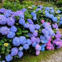 Semena oblíbených venkovních květin Hortenzie velkolisté - různé odrůdy