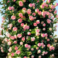 Semínka krásných barevných popínavých růží - různé druhy
