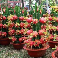 Nasiona egzotycznych owoców - odmiany barwnika Pitaya lub Kiwi