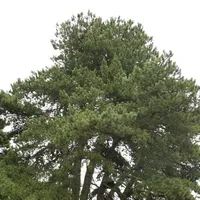 Borovice černá Pinus nigra jehličnatý strom Snadné pěstování venku 35 ks semínek