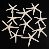Natural starfish 6 pcs