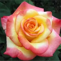 Seminte de trandafiri bicolore - diferite culori