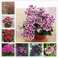 Seeds of beautiful and colorful Pelargonie large-flowered