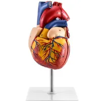 Realistic life-size heart model with 34 anatomical details