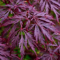 Maple Dlanitolist Acer palmatum odroda Garnet malý listnatý strom Jednoduché pestovanie vonku 10 ks semien