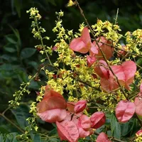 Koelreuteria elegans, arborele de ploaie aurie - copac cu frunze, ușor de cultivat în aer liber, 30 de semințe