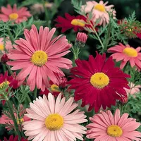 Mélange de marguerites Tanacetum coccineum Robinson's Giant - Plante vivace facile à cultiver en extérieur - 200 graines