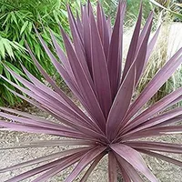 Cordyline purpurie Cordyline australis Purpurea - suculent cu frunze, ușor de cultivat în aer liber, 30 de semințe