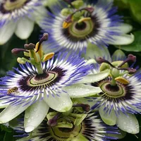 Passiflora Passion owocna mieszanka roślin o różnych kolorach