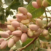 Speech pistachio Pistacia vera pistachio right small tree Easy growing outside 15 pcs seeds