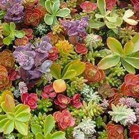 Splitter Sedum mix seeds easy growing large packaging seeds 1000 pcs