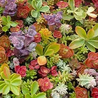 Splitters Sedum Mix frostproof rocks Easy growing outdoors 1000 pcs seeds