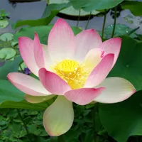 Vízi növények magjai Lotus - Nelumbo nucifera