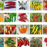 Set of chilli seeds 20 kinds of peppers Seeds for planting Chili seeds for gardening, bed without GMO