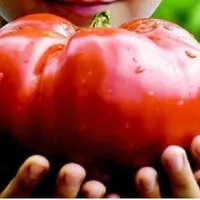 Nasiona Tomato Gigantomo Odmiana pomidor Solanum lycopersicum Balkon 