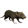 Nagetiere