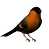 Vögel